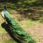 Newcastle - Blackbutt Reserve 